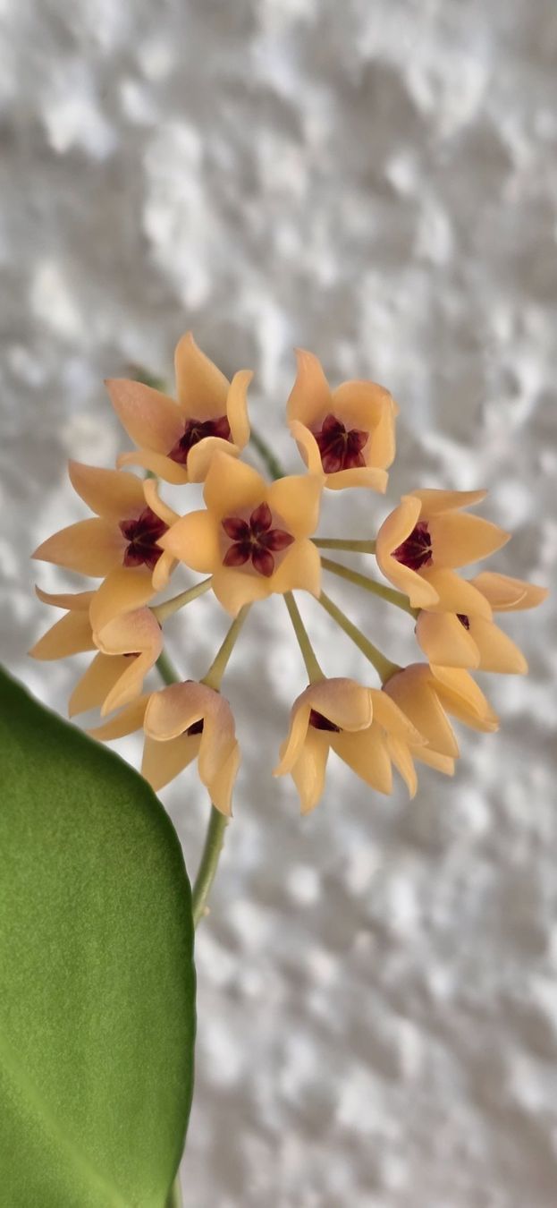 Plantes & graines: Hoya cutis-porcelana Steckling – D'occasion à St.Erhard par Plumilandschweiz 4