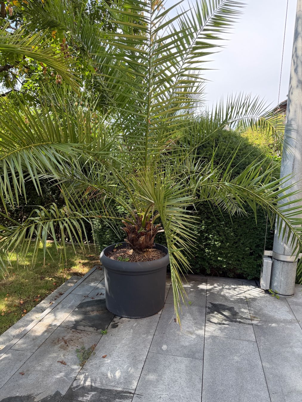 Piante & sementi: Palme – Usato da Zug venduto da brucor 3