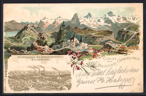 Ansichtskarten: Litho Bern, Berner Oberland mit Gemsen,  – Gebraucht aus Berlin von bartko-reher