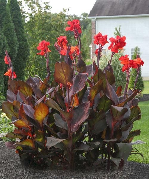 Piante & sementi: Canna indica 5 variétés rares – Usato da Bremblens venduto da FIBONACCI369 2