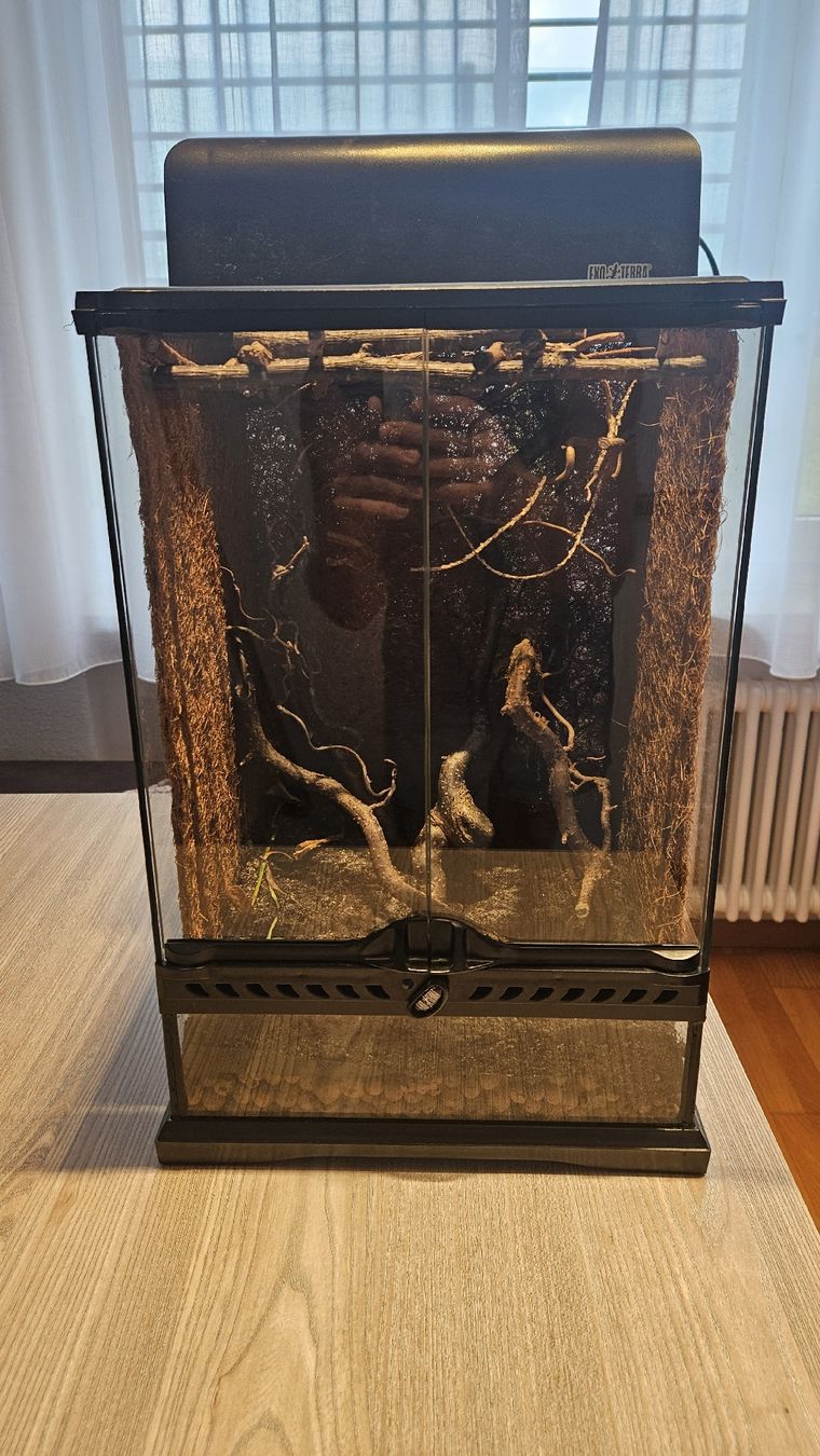 Terrario: Exo Terra Terrarium 30x30x47 mit Lampe – Usato da Zumikon venduto da Madsi41