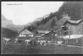 -Ifigenalp , Landwirtschaft