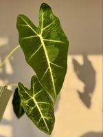 Alocasia micholitziana Frydek Green on Green Variegata- Corm