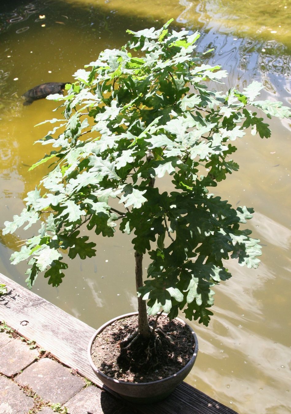 Piante & sementi: BONSAI  -  Stieleiche – Usato da Gretzenbach venduto da Sikim 2