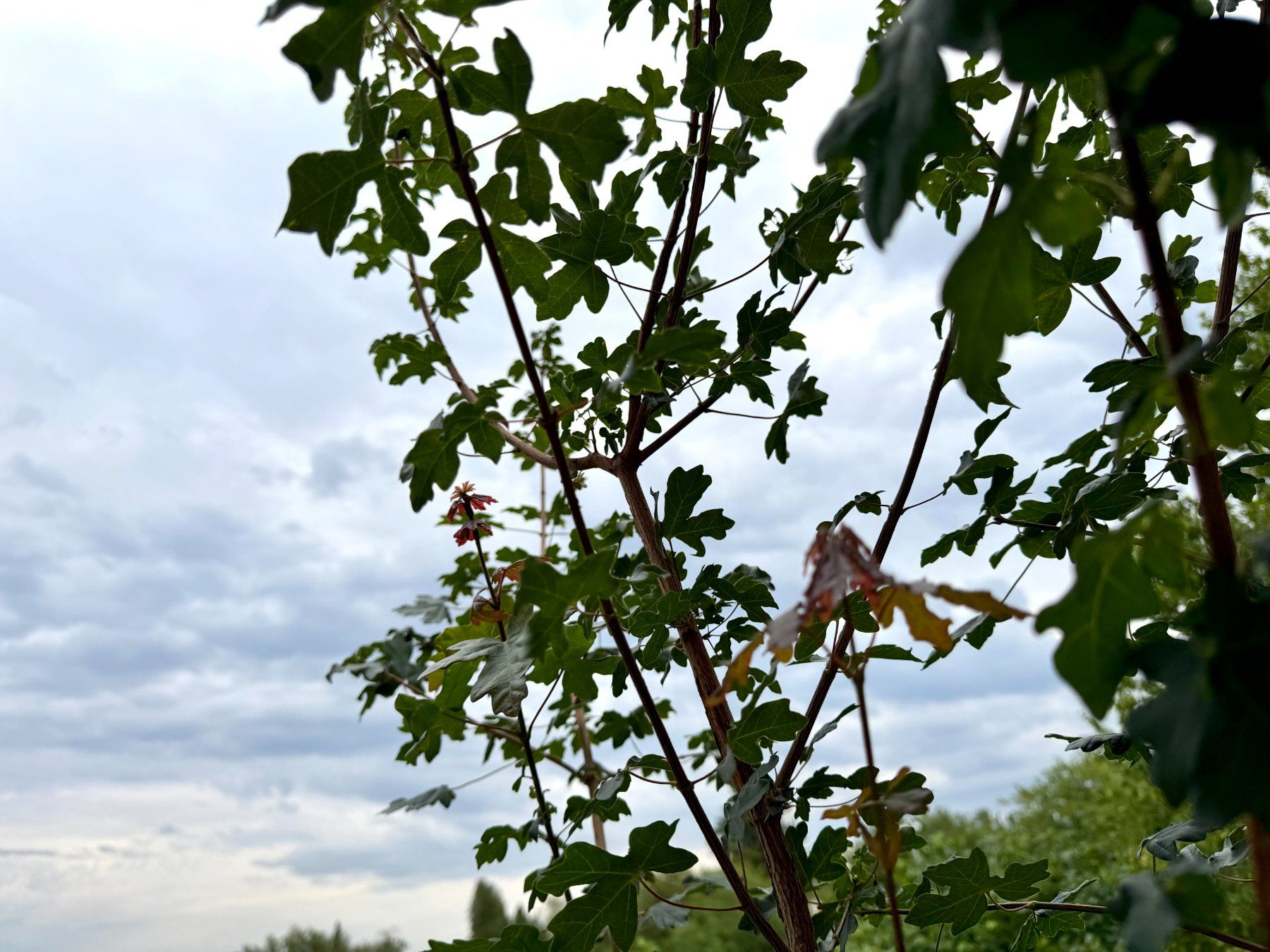 Piante & sementi: Feldahorn (field maple) – Usato da Schlieren venduto da Edgar_k 6
