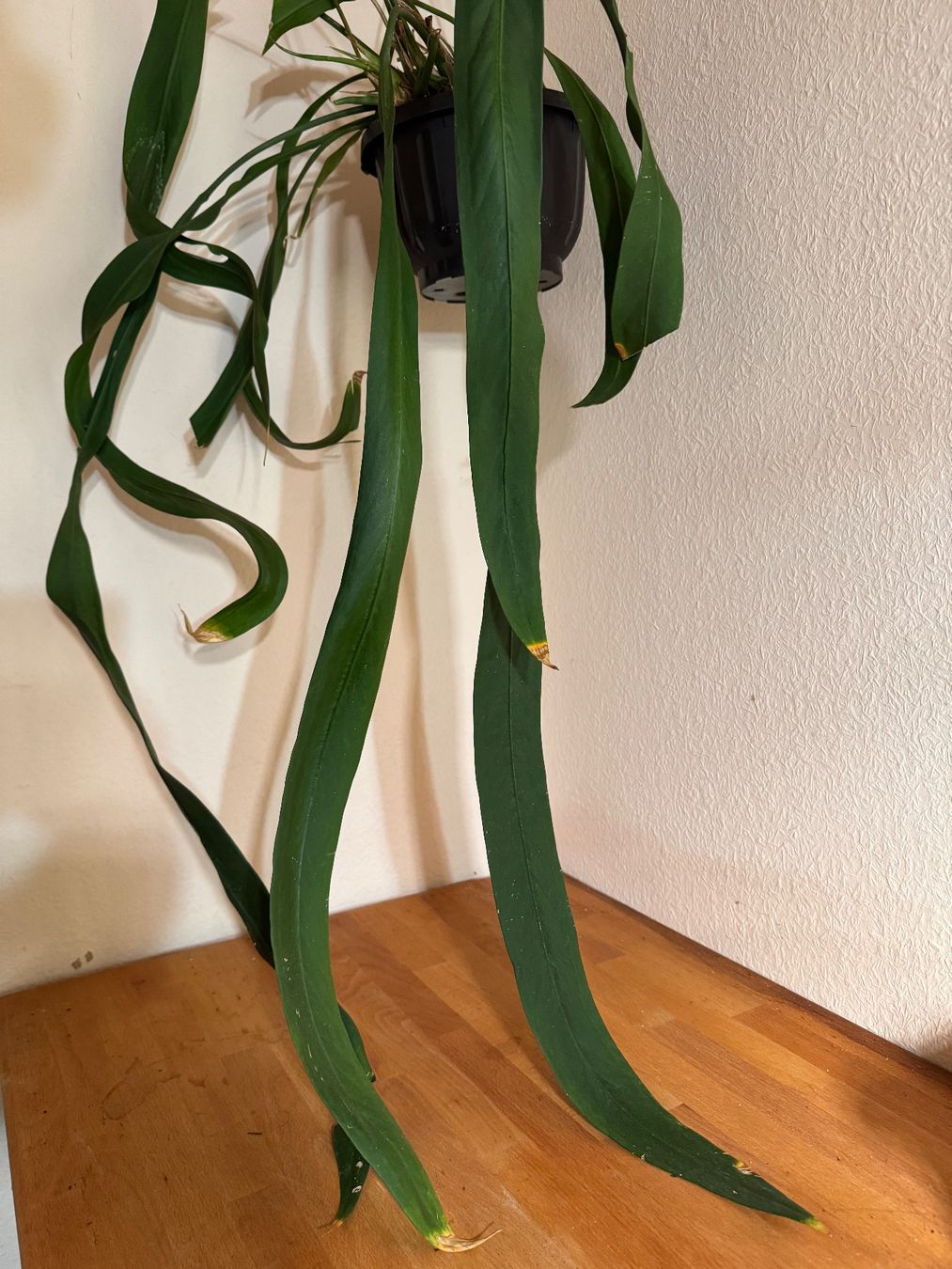 Piante & sementi: Anthurium vittarifolium – Usato da Männedorf venduto da mrclst 1