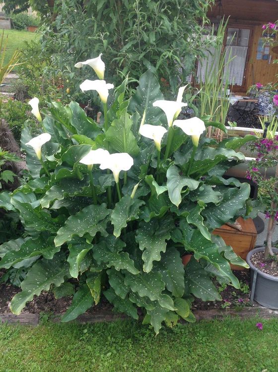 Calla White Gigant ,RiesenCalla Kaufen auf Ricardo