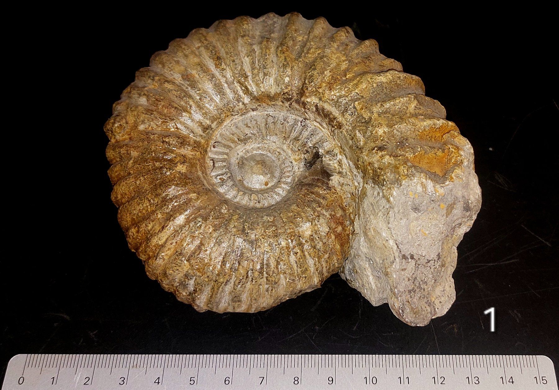 Fossili: schöner Ammonit aus Marokko – Usato da Thal venduto da wicko