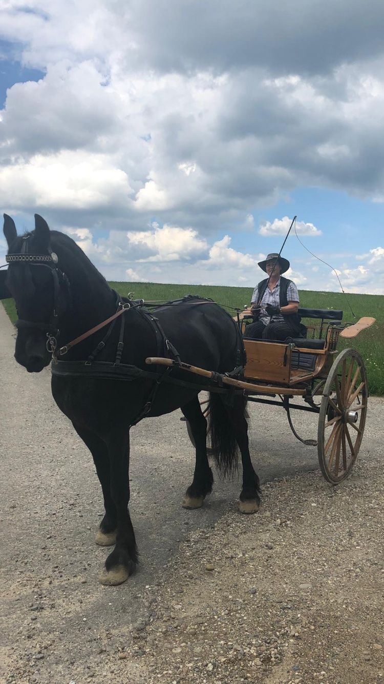 Carrozze: Einachser Kutsche mit Brustblatt- Geschirr – Usato da Grasswil venduto da Maria054 2