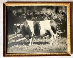 🌟 XL antikes Foto Druck: Kuh Rind Stier Ochse Zuchtstier 🌟
