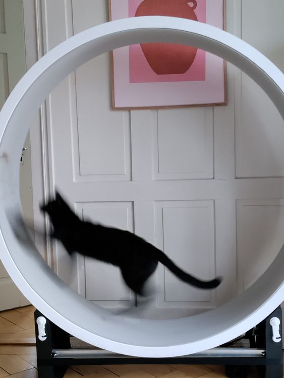 Gebraucht Laufrad Fr Katzen
