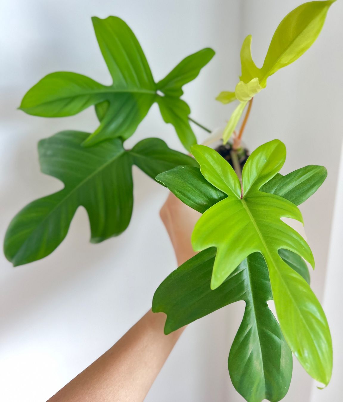 Piante & sementi: Philodendron Florida Ghost💚 – Usato da Glattpark(Opfikon) venduto da ste_n99y 1