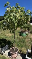 Zierbaum Abutilon im Topf orange Bluete gute Pflege