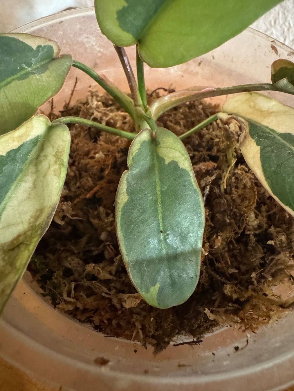Plantes & graines: Philodendron Atabapoense variegata – D'occasion à Männedorf par mrclst 5