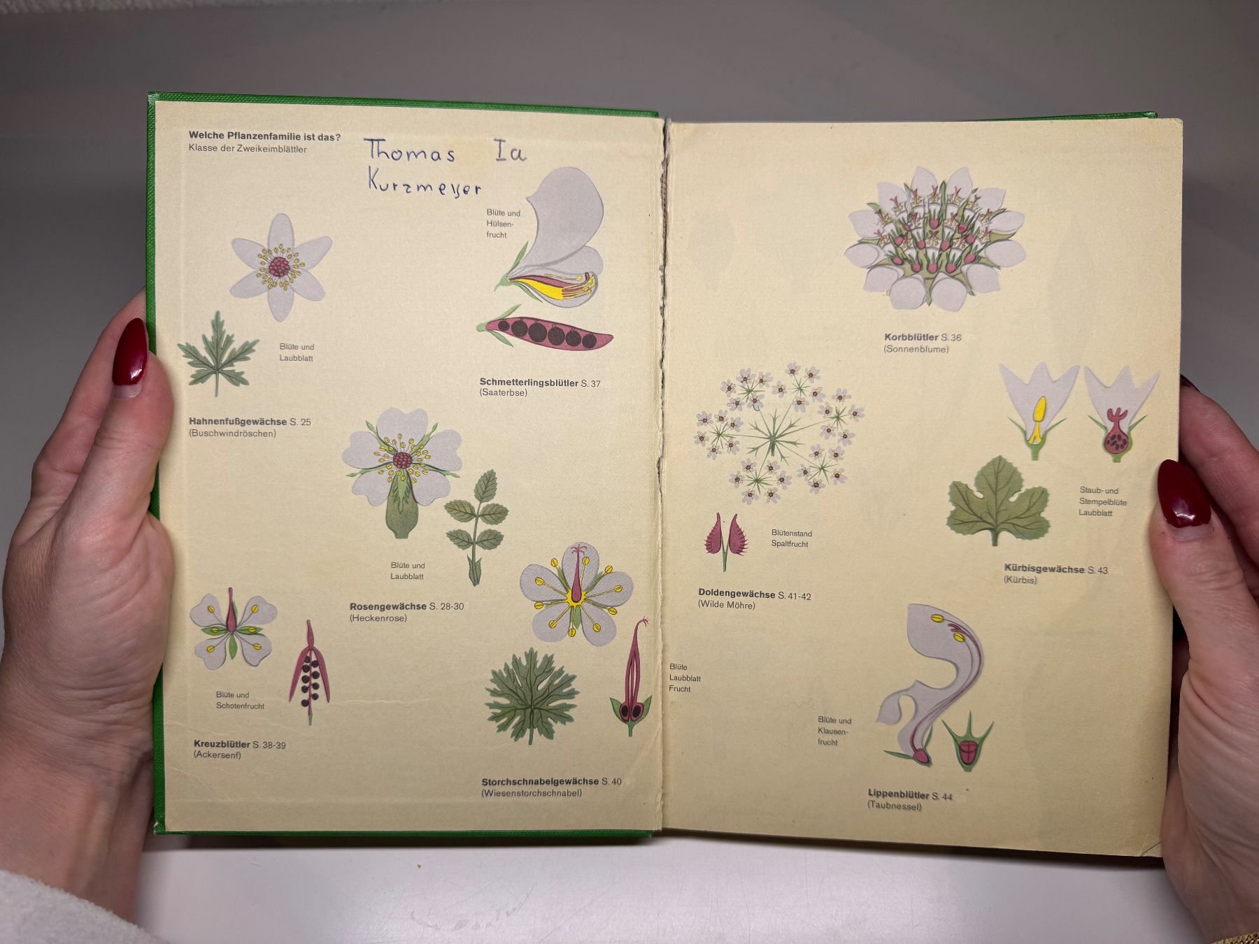 Libri: BUCH: Die Pflanze Sammelband – Usato da Grosswangen venduto da Second_hand_paradise 2