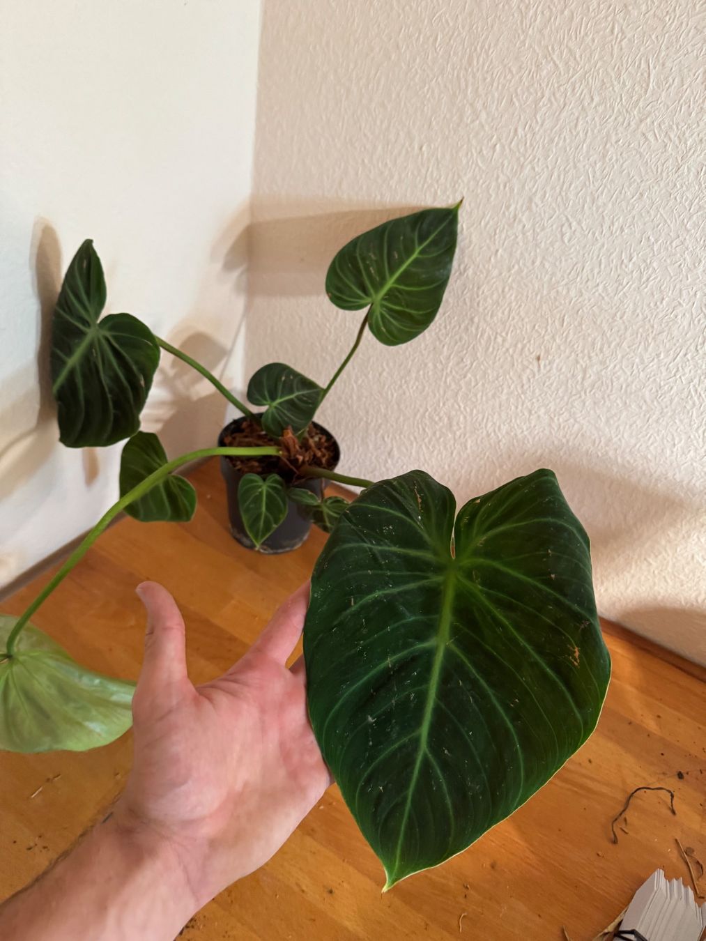 Pflanzen & Samen: Philodendron rubrijuvenilum El Choco Red 2 – Gebraucht aus Männedorf von mrclst 1