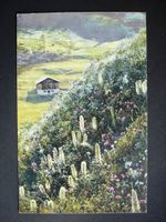 CAMPANULA THYRSIÔIDEA Glockenblume gel. 1912 v. Filisur