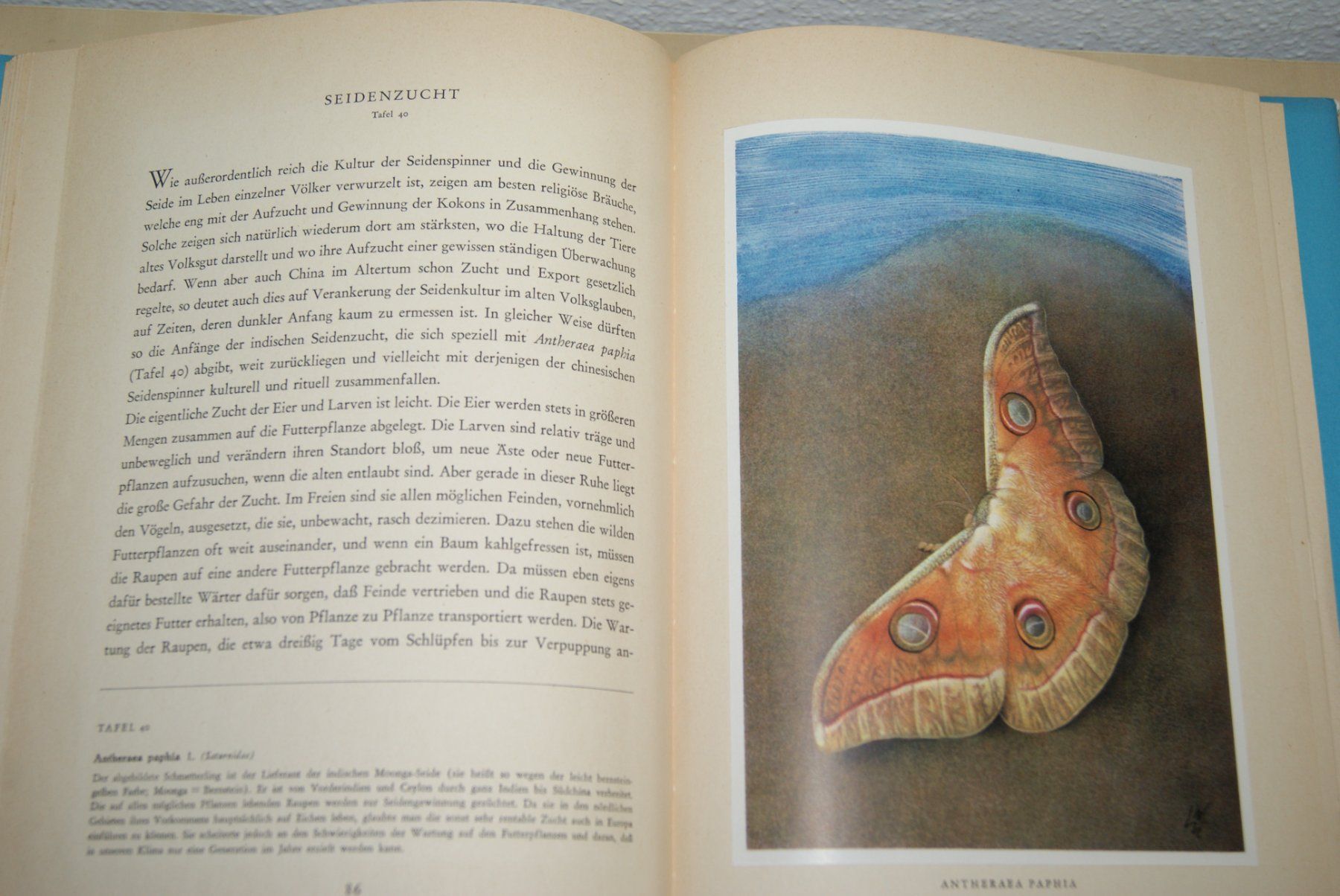 Libri: Silva Tropische Schmetterlinge – Usato da Zürich venduto da Widi1 5