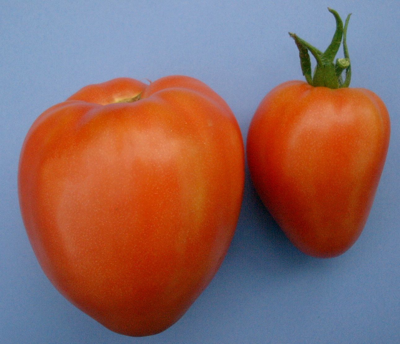 Piante & sementi: Fleischtomate: Ochsenherz - Setzling! – Nuovo (secondo la descrizione) da Steffisburg venduto da Petroselium