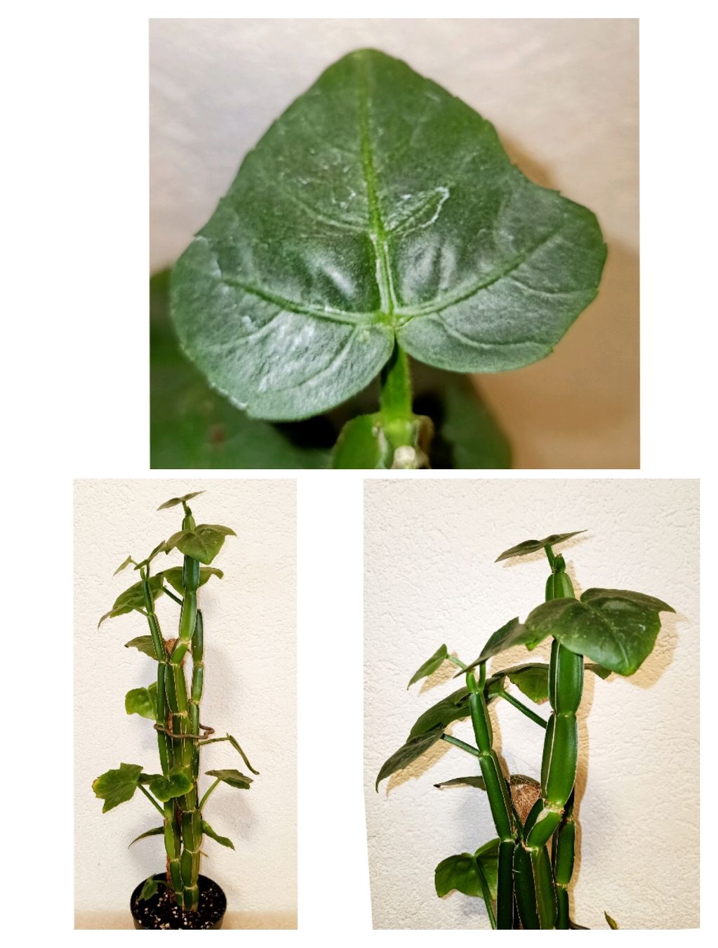 Pflanzen & Samen: Cissus Quadrangularis – Neu (gemäss Beschreibung) aus schöftland von UniquePlants