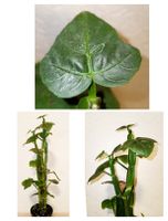 Cissus Quadrangularis