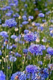 Pflanzen & Samen: 200 Samen Kornblume BLUE BOY – Neu (gemäss Beschreibung) aus Ehrendingen von VerveinaSamen 6