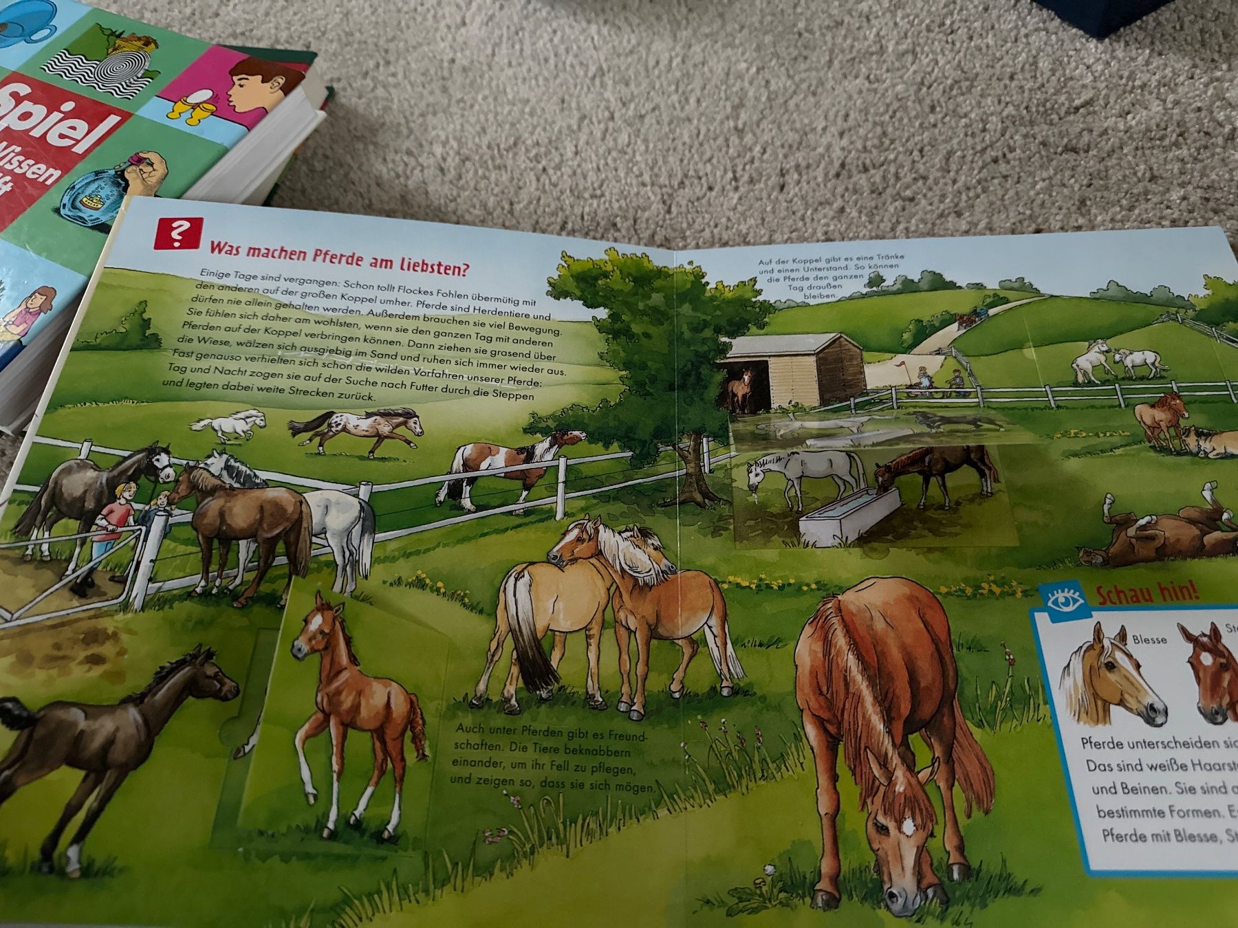 Bücher: Buch was ist was Junior Pferde und Ponys – Neu (gemäss Beschreibung) aus Oberweningen von Ardnas89 3