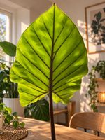 🌿 Alocasia – mein kleines Tropenwunder 🌿