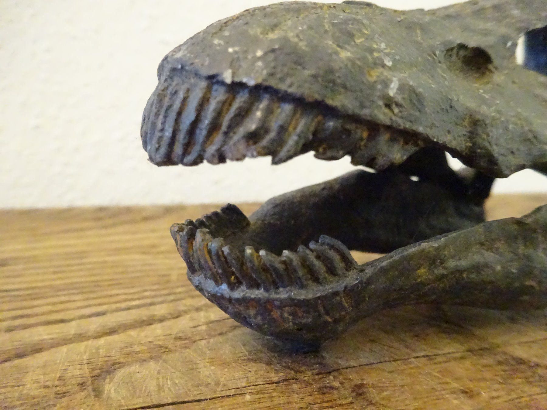 Fossili: Schädel Saurier – Usato da Esslingen venduto da eintagammeer 7