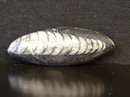 Versteinerter Fisch Fossil ORTHOCERAS MAROKKO Tintenfisch