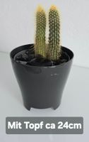 Duo-Säulenkaktus (Espostoa / Vatricania guentheri)