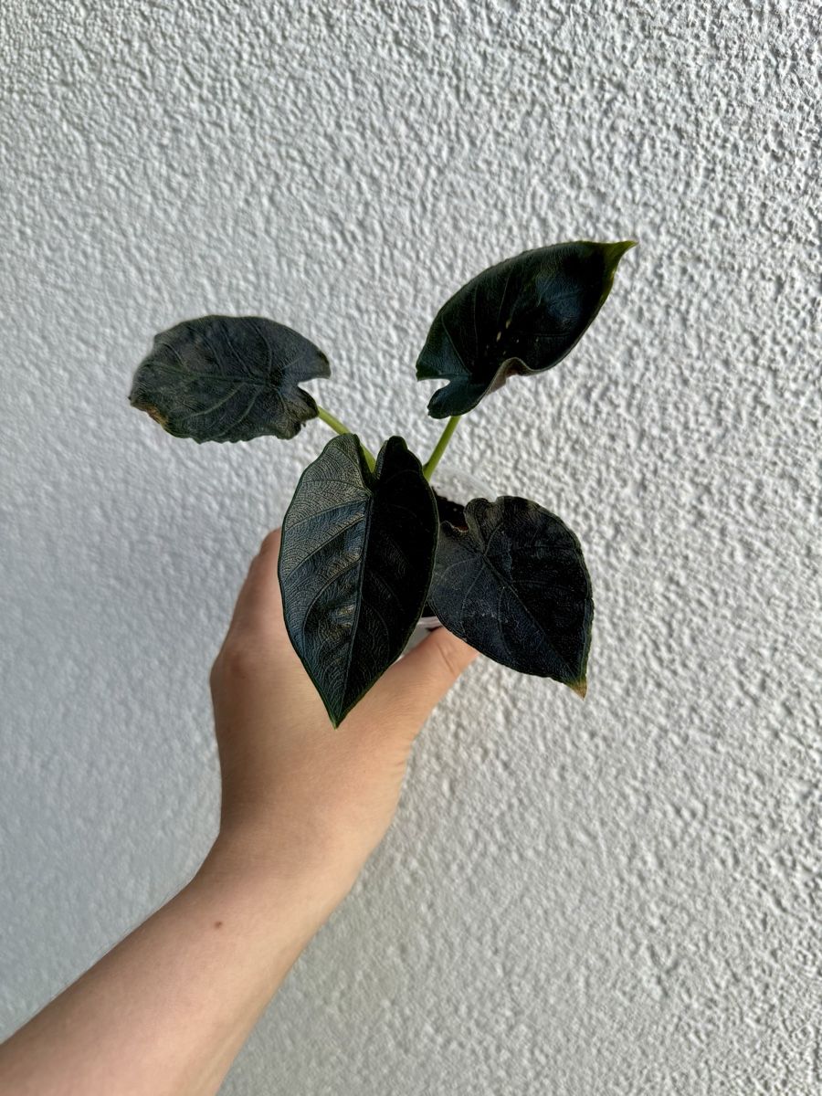 Piante & sementi: Alocasia Antoro Velvet – Nuovo (secondo la descrizione) da La Tour-de-Trême venduto da LyAmy