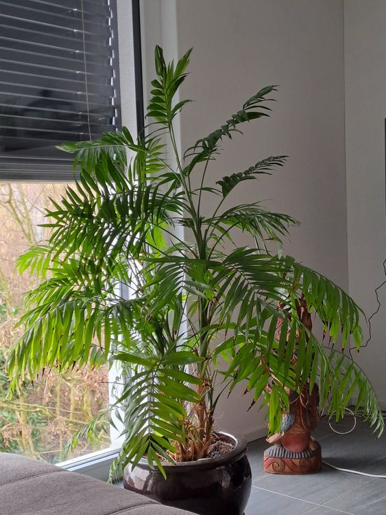 3er-Set Bergpalme (Chamaedorea Elegans) – Höhe Ca. 35 Cm, Topf 12 Cm, Pflegeleichte Zimmerpflanze
