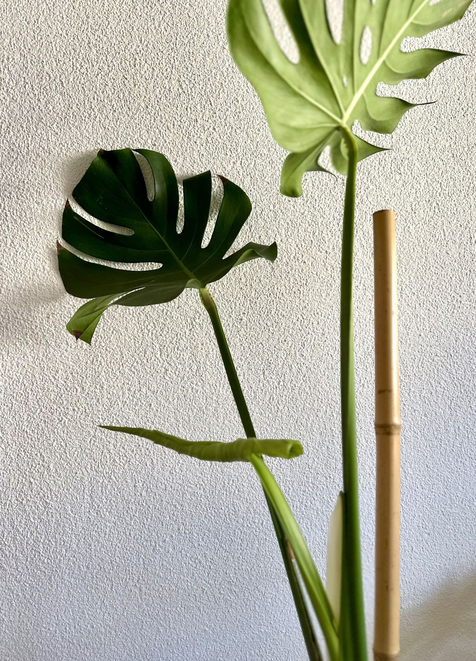 Piante & sementi: Monstera Deliciosa – Usato da Bern venduto da ACR12 7