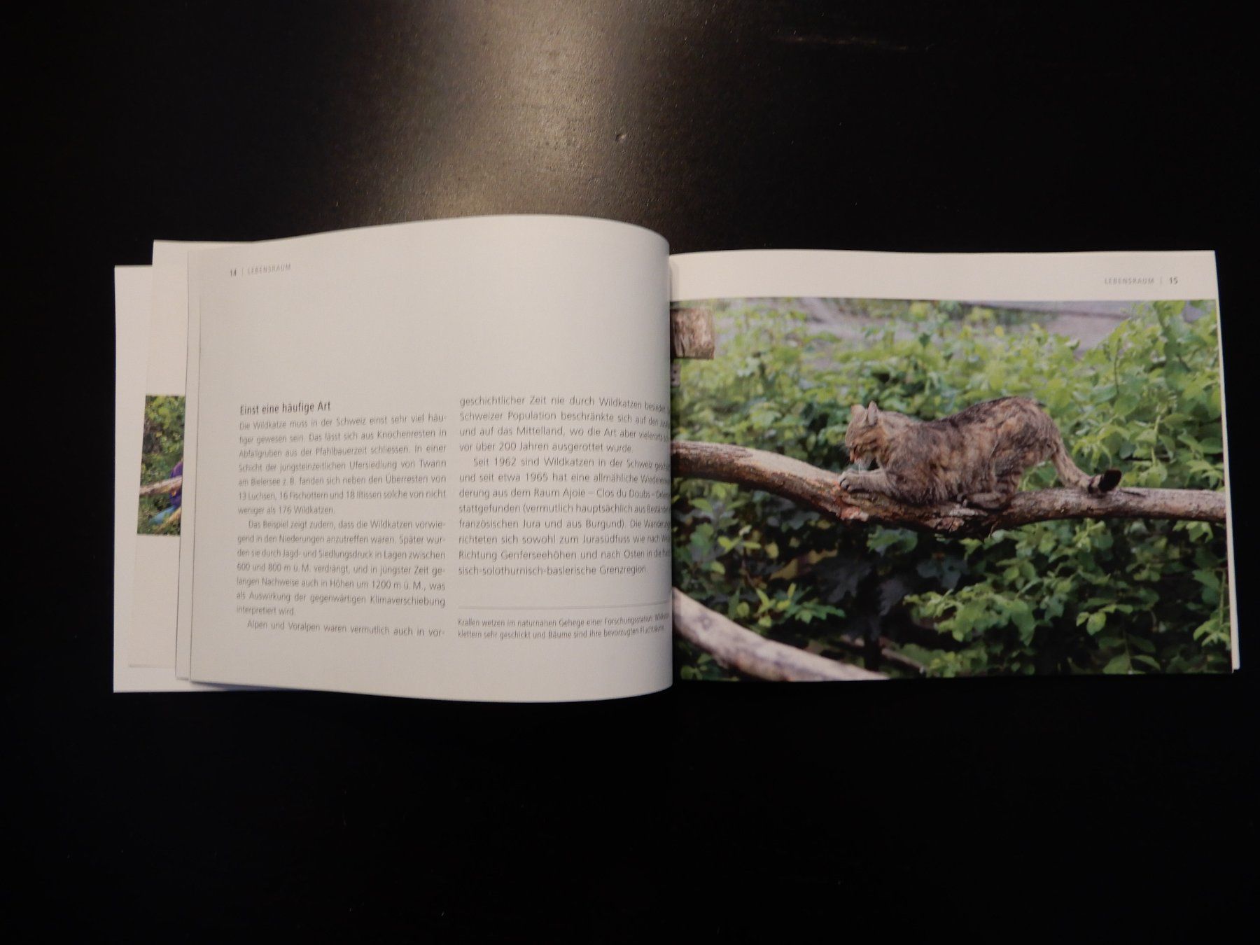Libri: Wildkatzen Broschüre: Scheue Schatten – Usato da Erstfeld venduto da Mario_boe0 4