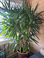 Yucca Palme, Zimmerpflanze, pflegeleicht!