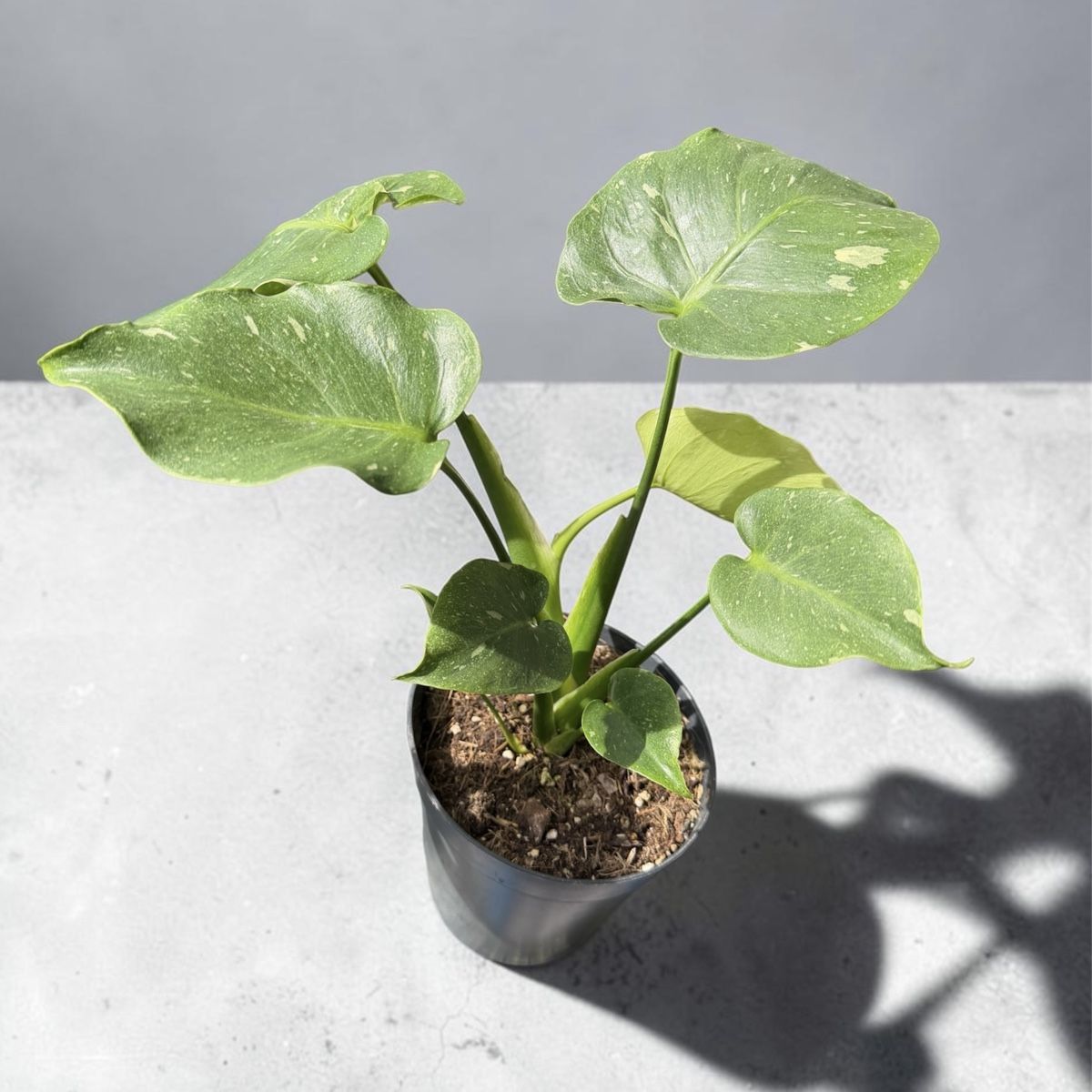 Piante & sementi: Monstera Spezielle Thai Constellation Mutation – Nuovo (secondo la descrizione) da Steinhausen venduto da WeberPlants