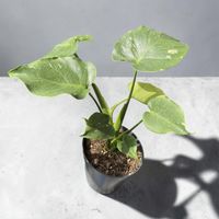 Monstera Spezielle Thai Constellation Mutation