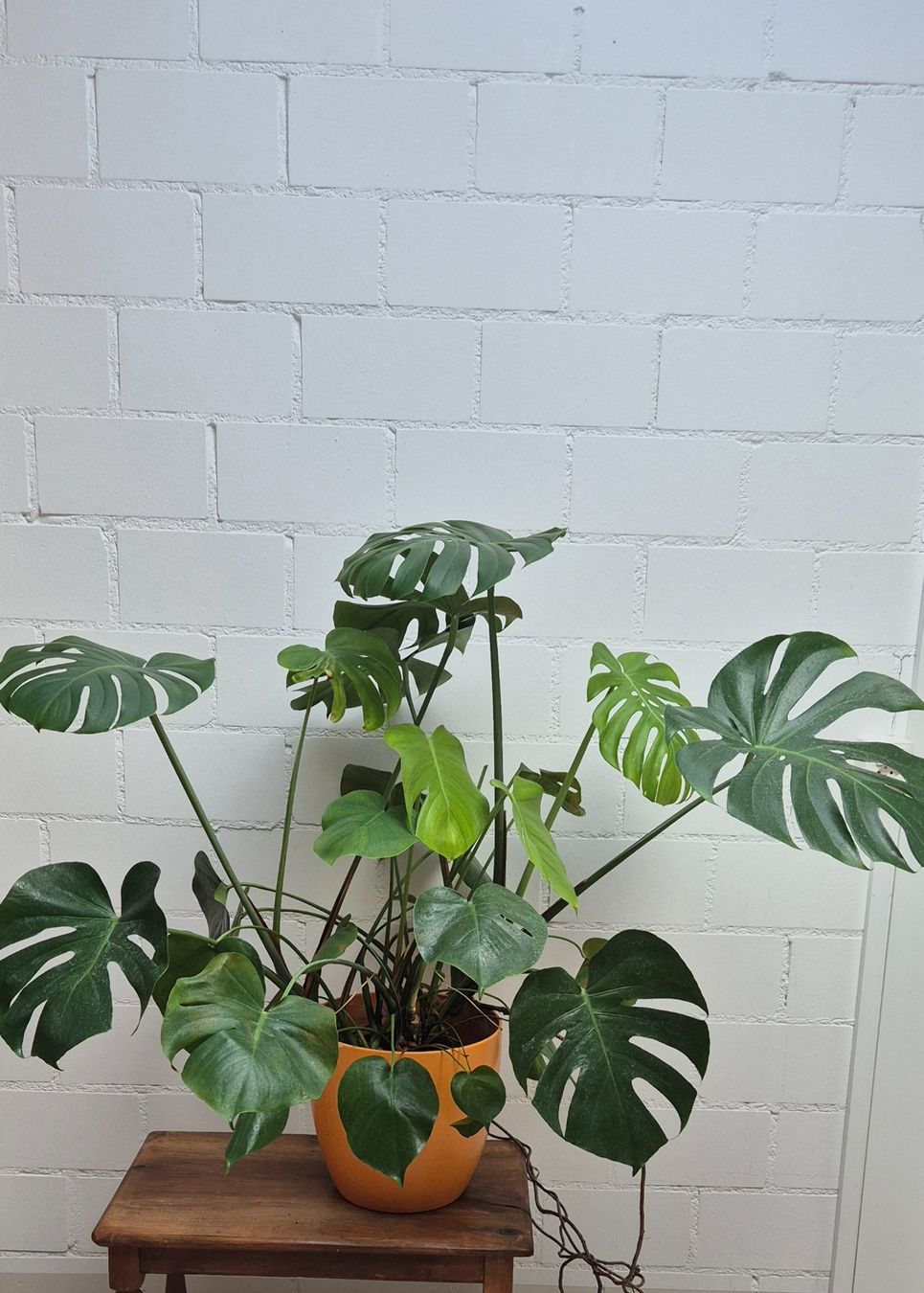 Pflanzen & Samen: MONSTERA PFLANZE – Gebraucht aus Jona von Sleon02 2