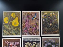 9xJean Zeltner Fils, Chambesy, Blumen, Natur, Vintage
