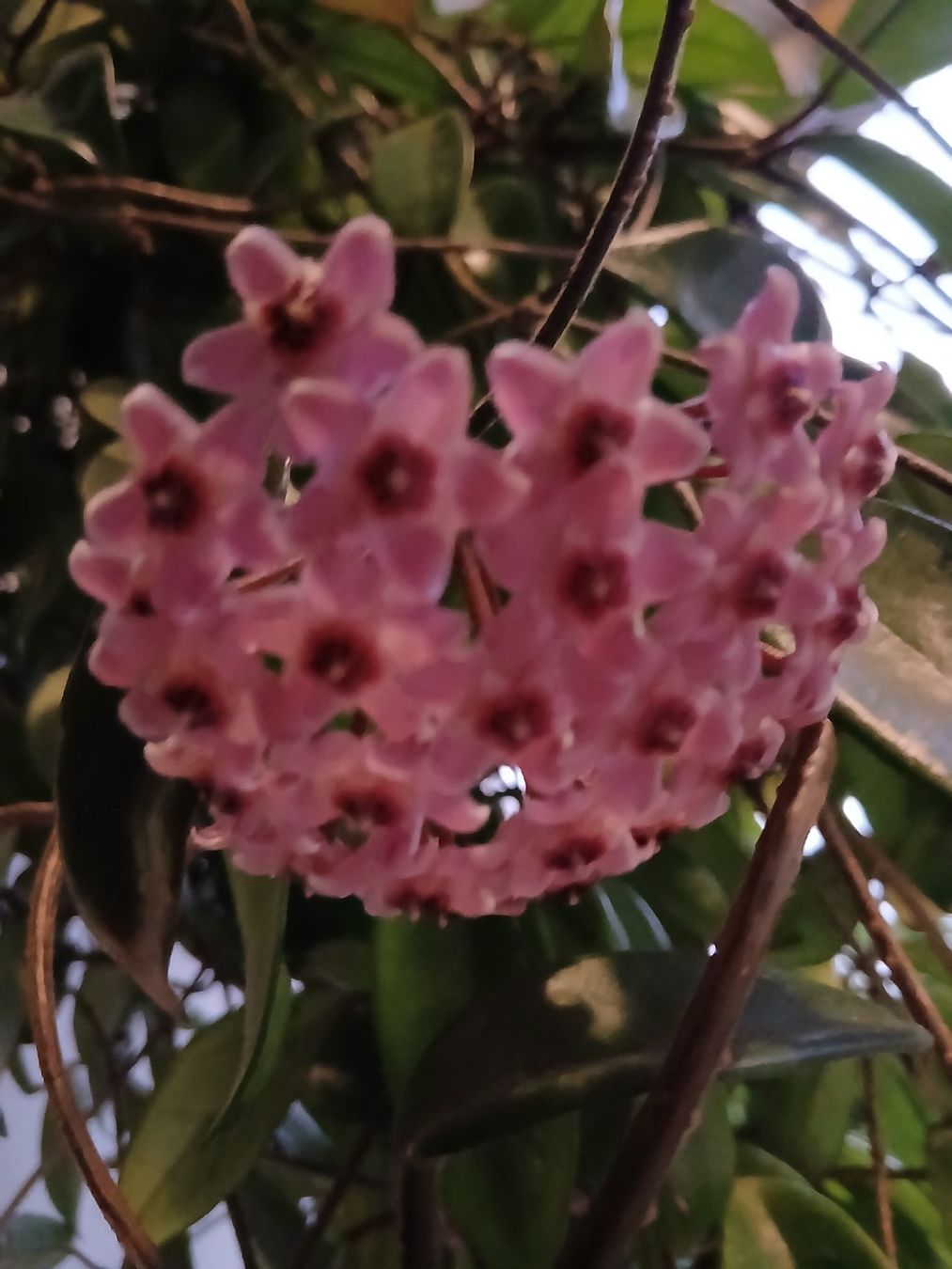 Plantes & graines: Hoya – D'occasion à Zürich par Pizzu1 3