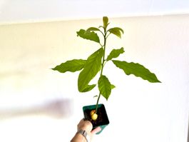 Avocado Baum