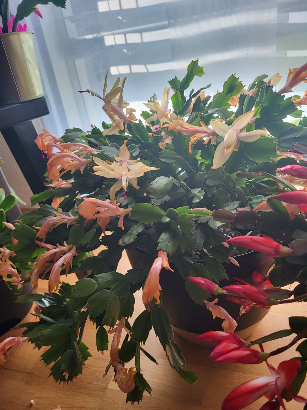 Piante & sementi: Boutures de cactus de Noël – Nuovo (secondo la descrizione) da Ursy venduto da Tchoupitchou 5