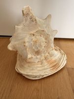 Grosses Meeresschneckenhaus Verzierunghöhe 21 cm