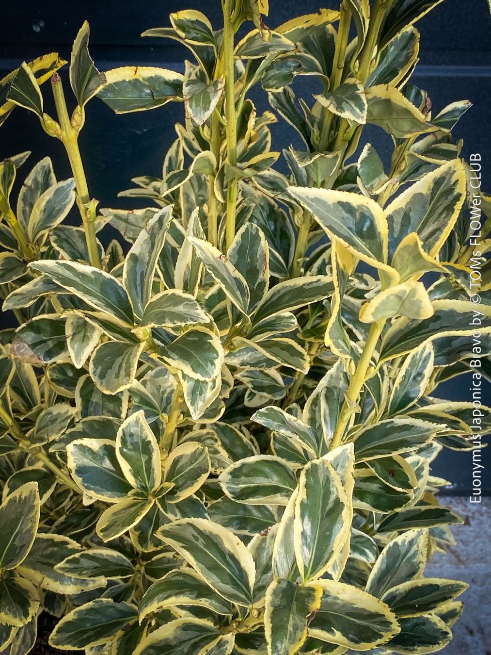 Pflanzen & Samen: Euonymus Japonicus ‘Aureus’ oder 'Bravo' - immergrün – Neu und originalverpackt aus Adliswil von TAKEYOURPLANT 6