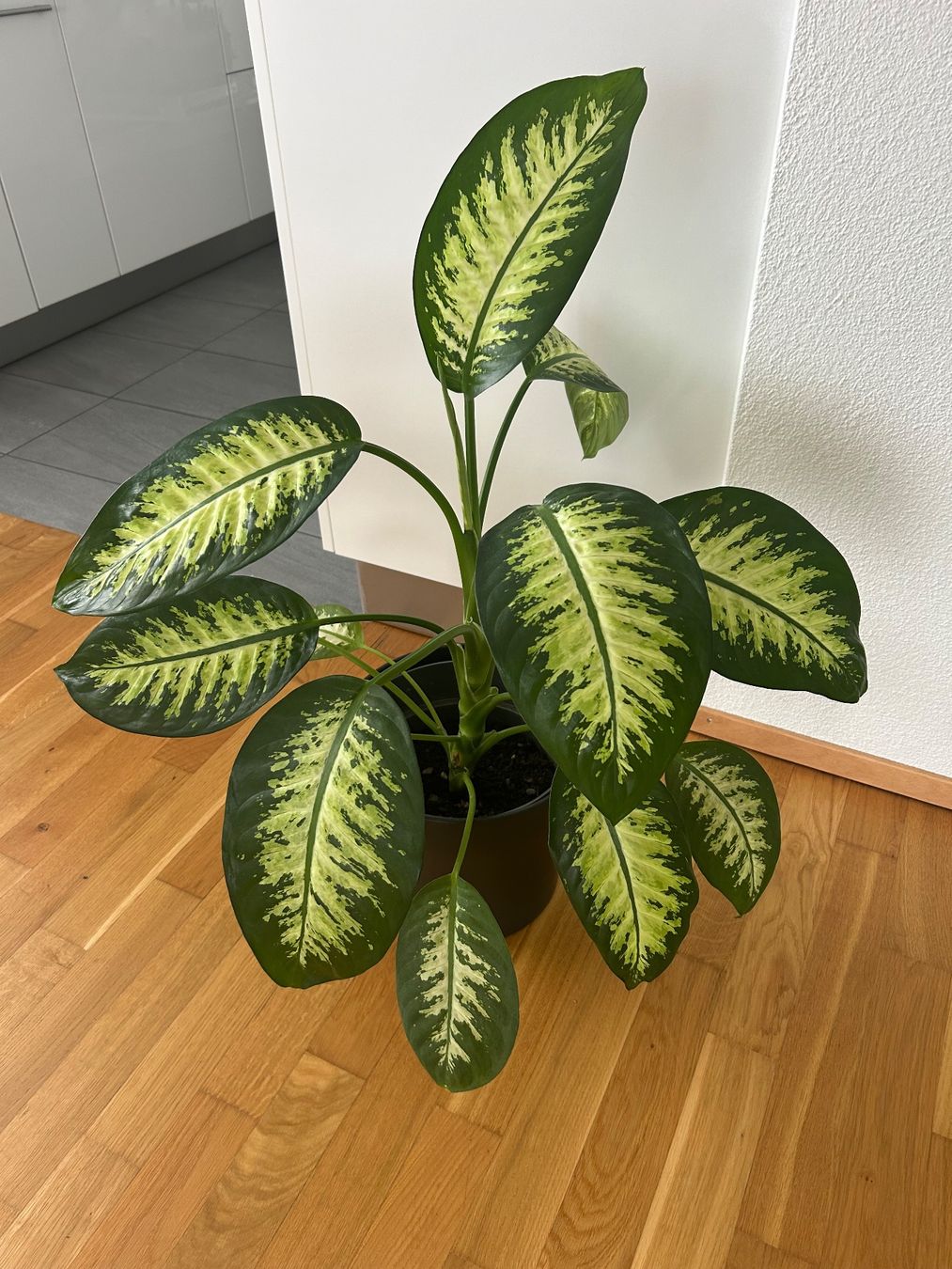 Piante & sementi: Dieffenbachia – Usato da Hunzenschwil venduto da happy07201