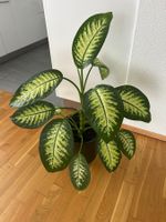 Dieffenbachia