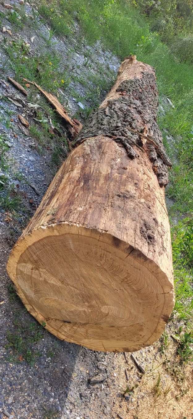 Articoli in legno: Eiche Stamm Eichenholz 4 meter Massivholz  – Nuovo (secondo la descrizione) da Jenins venduto da Wald-kauz 2