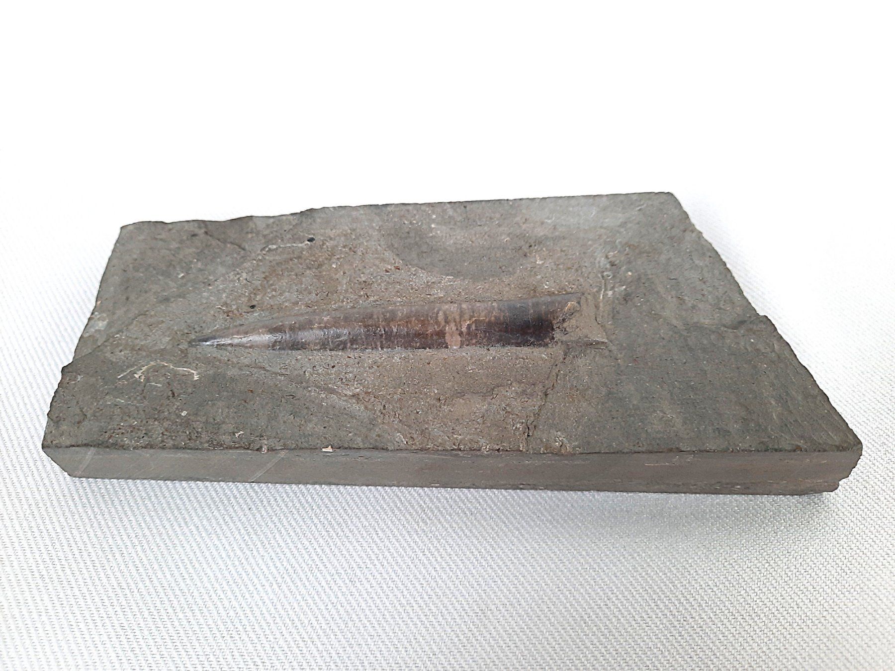 Fossili: Schönes Fossil – Usato da Beinwil am See venduto da Restwert_Beinwil 3