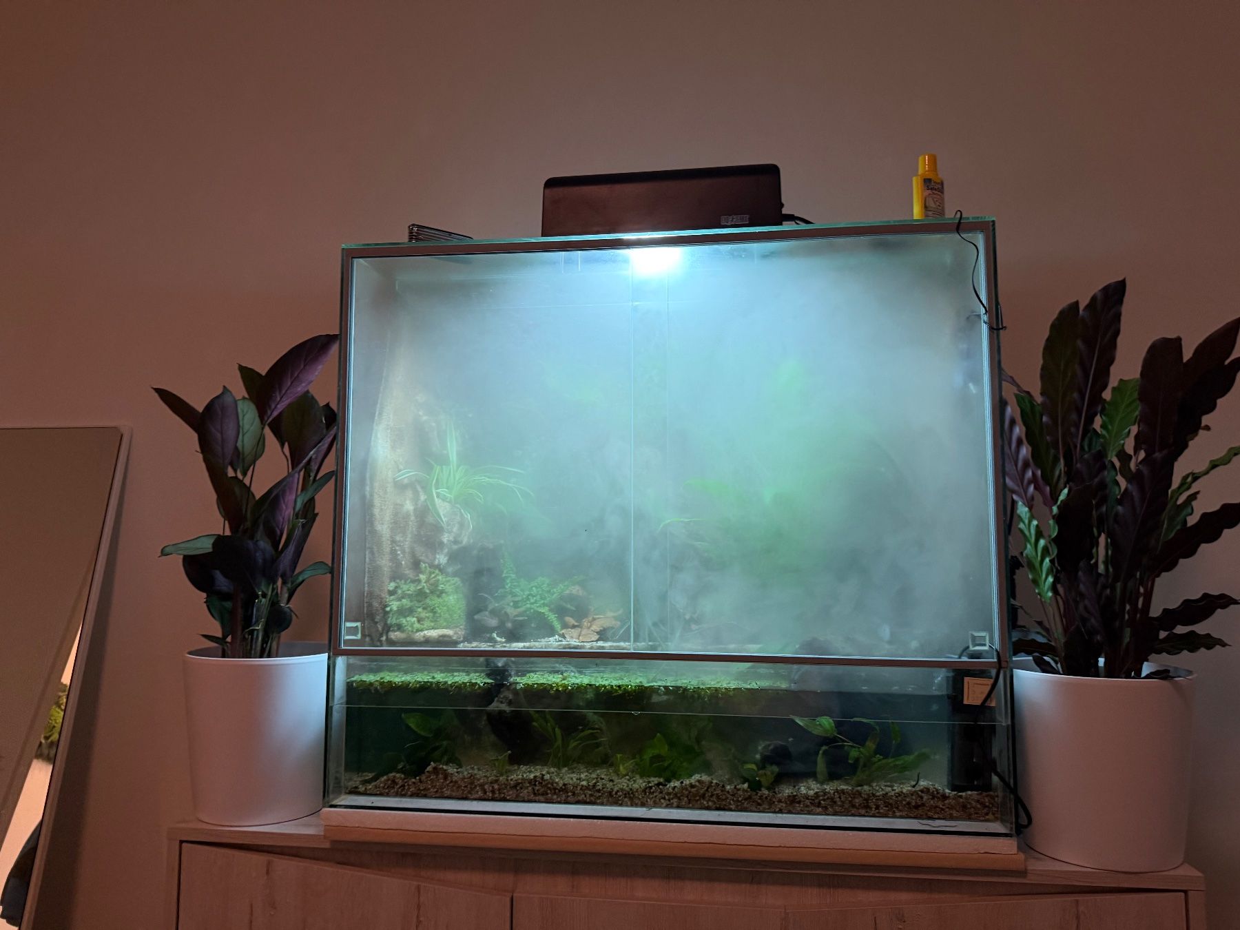 Terrariums: Terrarium mit Wasserfall Komplettset – D'occasion à Rothrist par egg_9wck 3